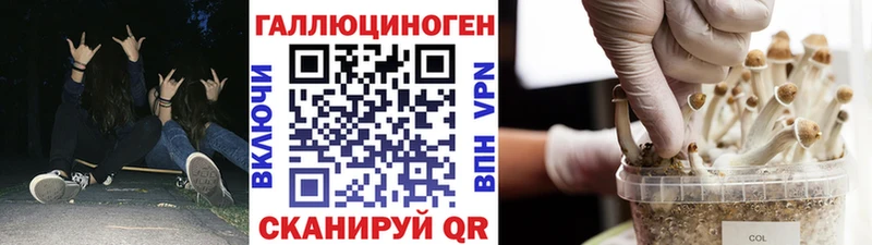 наркота  Ардатов  Псилоцибиновые грибы Cubensis 